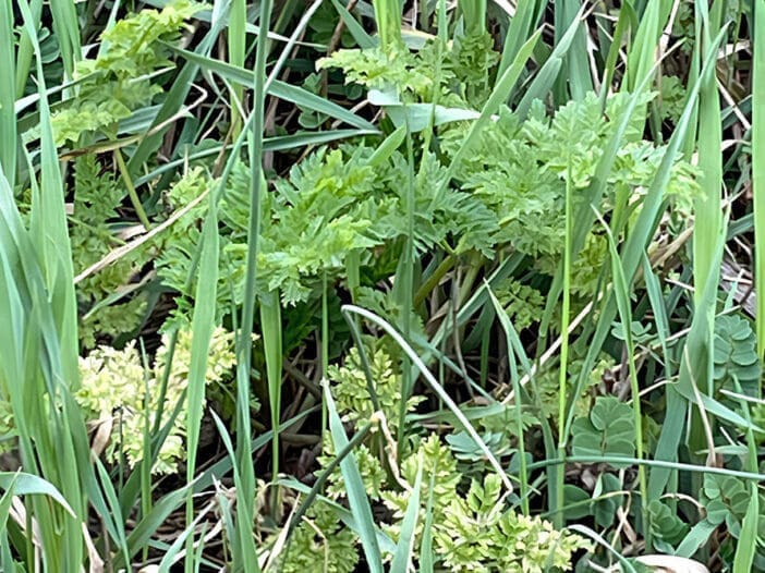 What Is Poison Hemlock