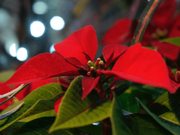 The Poinsettia